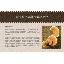 Maione破壁靈芝孢子粉