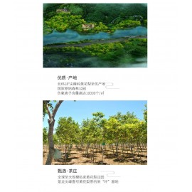 龍尖峰黃花梨茶袋(真空包裝)