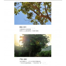 龍尖峰黃花梨茶袋(真空包裝)